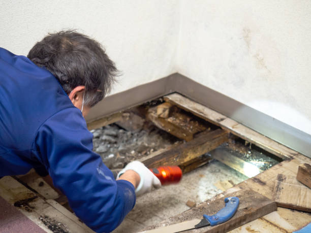 Best Mold Removal Company Near Me  in Fruitdale, CA