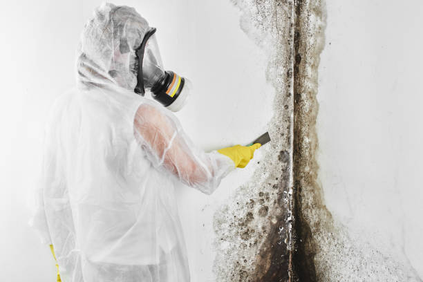 Best Mold Damage Repair  in Fruitdale, CA