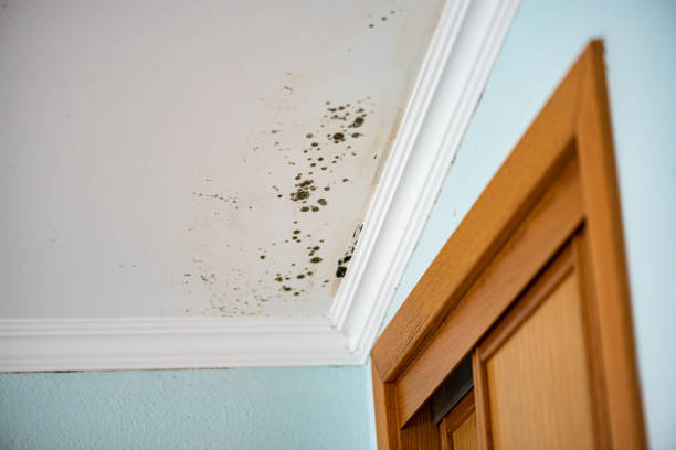 Best Commercial Mold Removal  in Fruitdale, CA