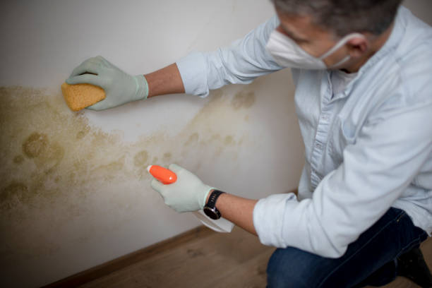 Best Emergency Mold Removal  in Fruitdale, CA