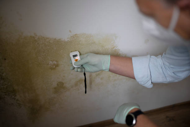 Crawl Space Mold Removal in Fruitdale, CA