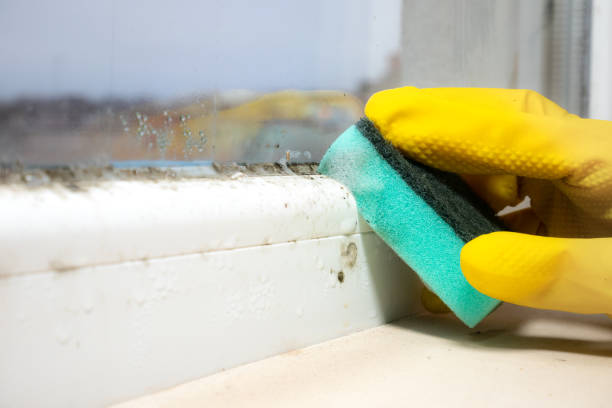 Best Mold Removal Specialists  in Fruitdale, CA