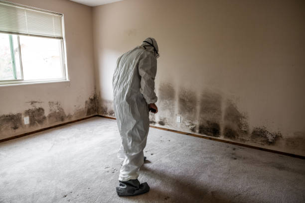 Best Residential Mold Removal  in Fruitdale, CA
