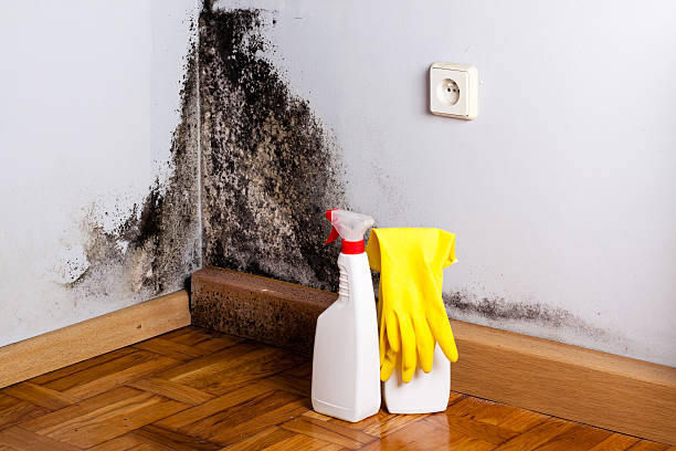 Best Local Mold Removal Service  in Fruitdale, CA