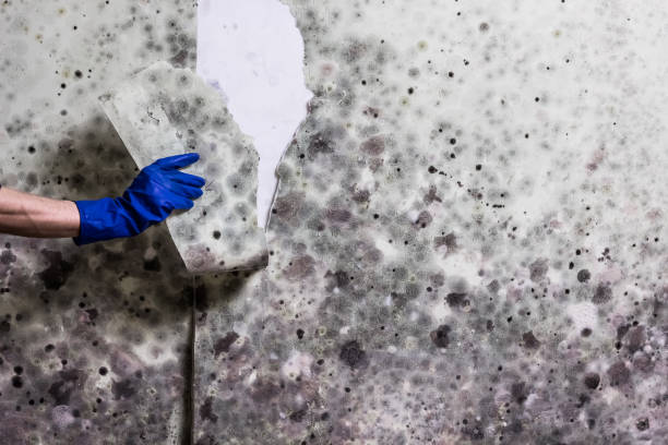 Office Mold Removal Services in Fruitdale, CA