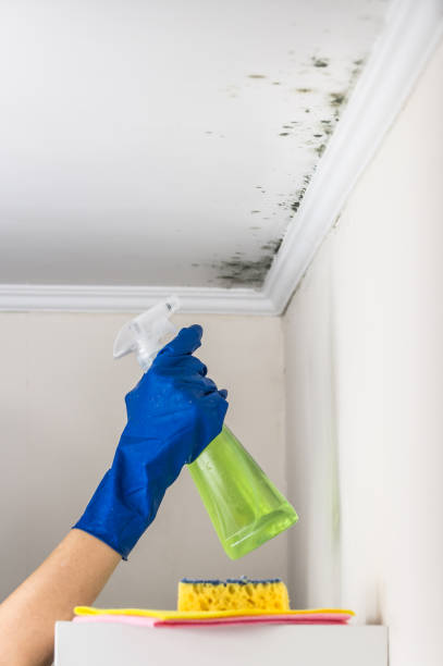 Best Fast Mold Removal  in Fruitdale, CA